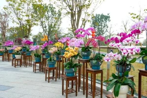 北京春節賞花好去處