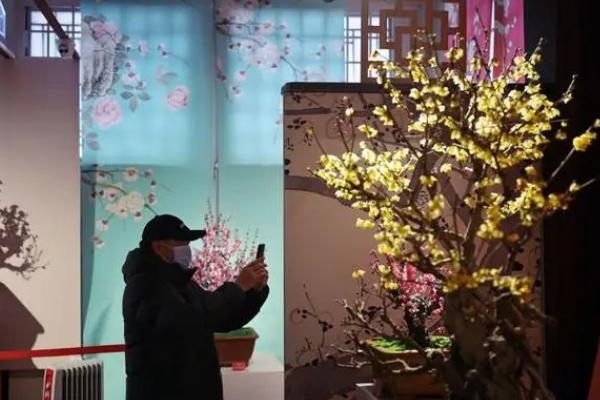 北京春節賞花好去處
