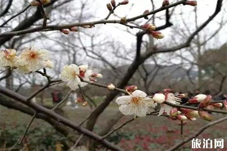 2024超山梅花節(jié)是什么時候