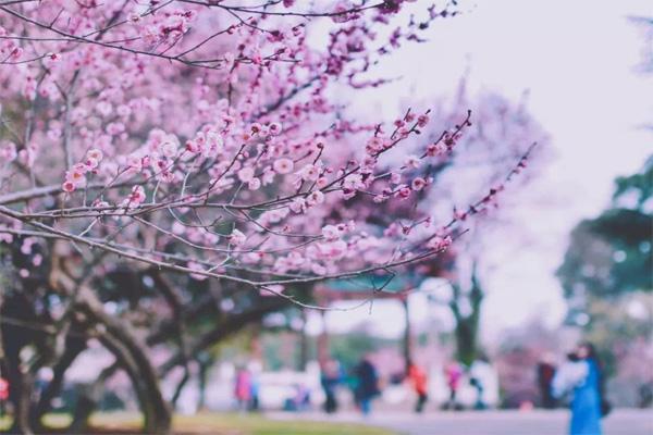 2024武漢大學櫻花什么時候開花 最佳觀賞時間是什么時候