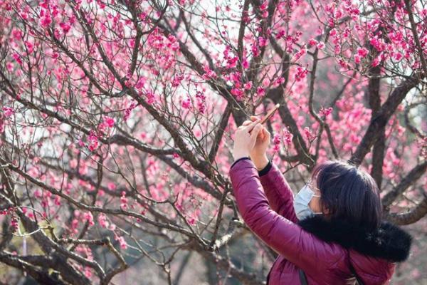 2024南京梅花山梅花什么時候開 附最佳觀賞時間
