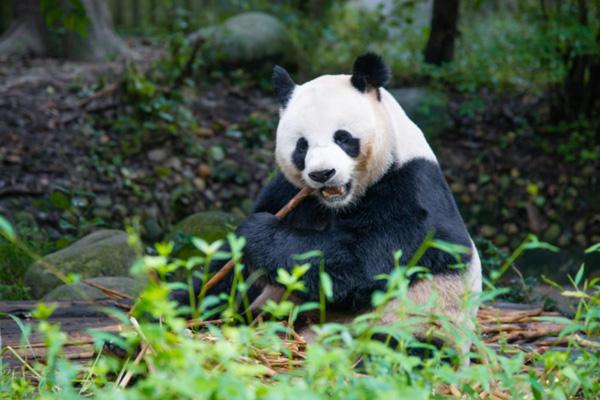 2024鳳凰中華大熊貓苑營業時間