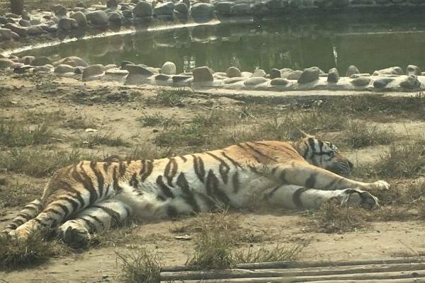愛保野生動物園門票優惠政策