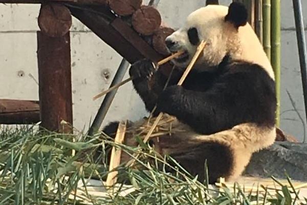 愛保野生動物園門票優惠政策