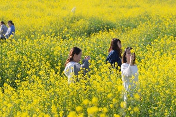 洋湖濕地公園油菜花怎么去 什么時候開花