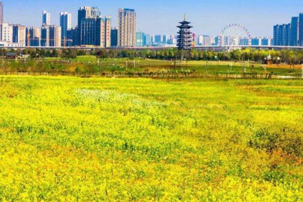 洋湖濕地公園油菜花怎么去 什么時候開花