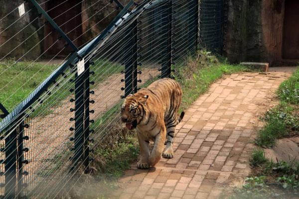 長沙生態動物園游玩攻略 一日游最佳路線