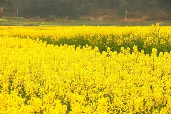 麻浩河濕地公園油菜花什么時候開2024