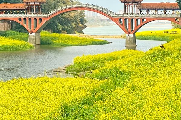 麻浩河濕地公園油菜花什么時候開2024
