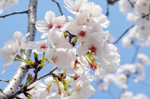2024無錫櫻花花期預報 無錫櫻花什么時候開花