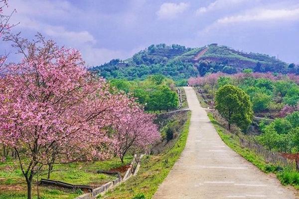 2024韶關櫻花公園門票優惠政策