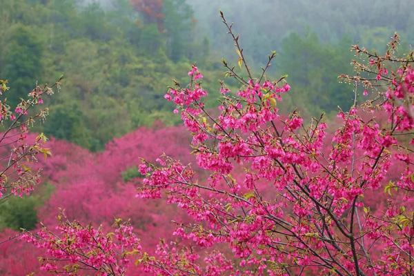 2024韶關櫻花公園門票優惠政策
