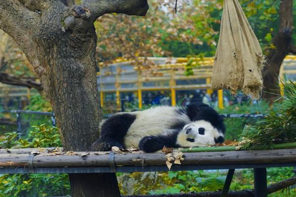 2024成都動物園門票優惠政策