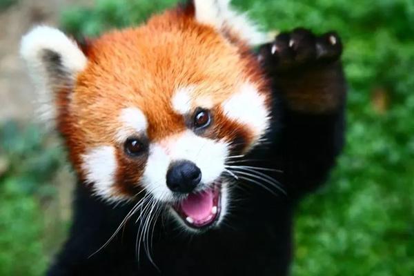 2024成都動物園門票優惠政策