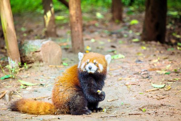 2024成都動物園門票優惠政策