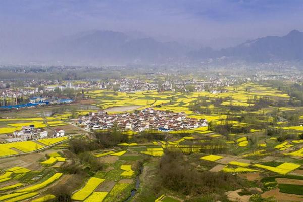 2024陜西漢中油菜花什么時候開 附賞花路線