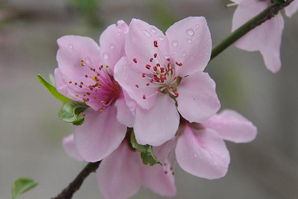 2024蘭州賞花景點(diǎn)和時間 蘭州賞花好去處
