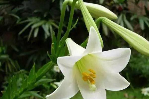 2024蘭州賞花景點(diǎn)和時間 蘭州賞花好去處