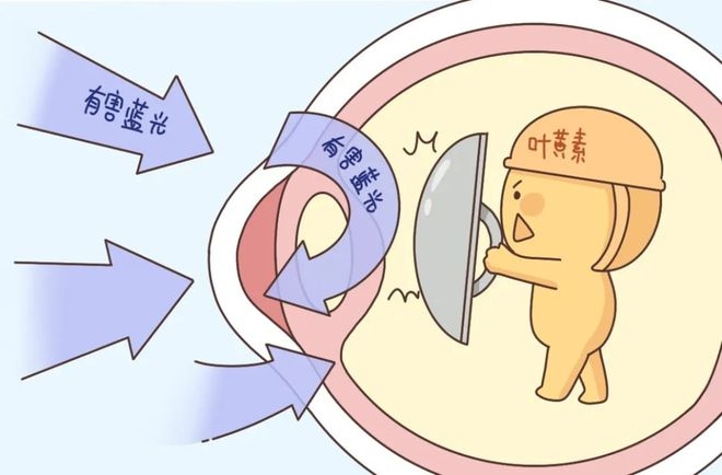 葉黃素對(duì)眼睛真的有效嗎？一文讀懂它的功效與作用(圖1)